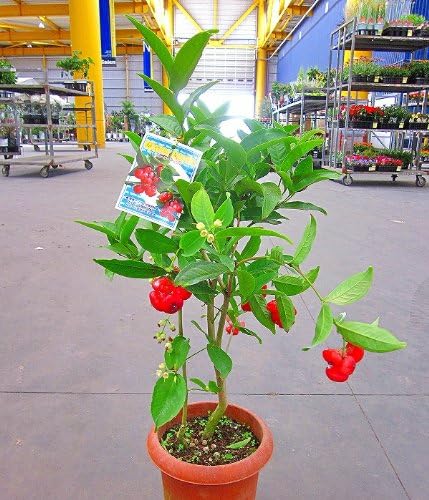 ウォーターアップル ミズレンブ 7号鉢 真っ赤なトロピカルな果実の実付きです 樹形が美しいため観葉植物としても最適です 不思議な味の果実は さくっとした軽い歯ごたえでみずみずしさ 酸味と甘味を感じる美味しさがあります サン Amazon ウォーターアップル ミズレンブ 7号鉢 真っ赤なトロピカルな果実の実付きです 樹形が美しいため観葉植物としても最適です 不思議な味の果実は さくっとした軽い歯ごたえでみずみずしさ 酸味と甘味を感じる美味しさがあります サン Amazon