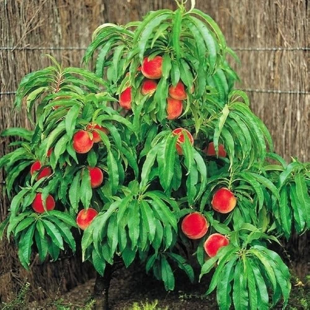 とうふ苗木 楽天市場】マサキ 1.7m 露地 苗木 : トオヤマグリーン