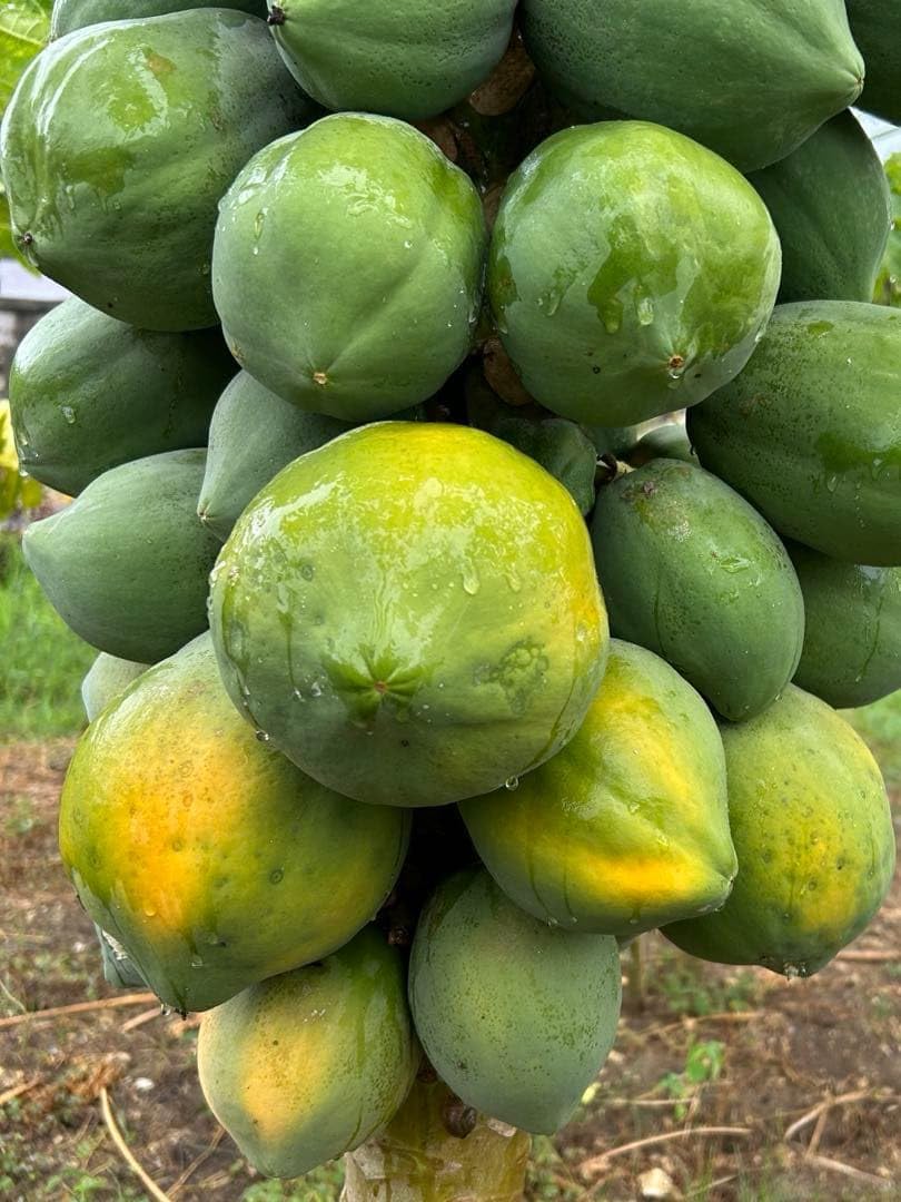 パパイヤ 3.5号 ベガ・レッドレディーEX 2品種 各1鉢セット｜果樹10-TU | 果樹,[南国フルーツ] | 赤塚植物園オンライン  花の音｜花苗・ガーデニング・園芸商品の通販サイト パパイヤ 中型 緑とオレンジ 2Kg