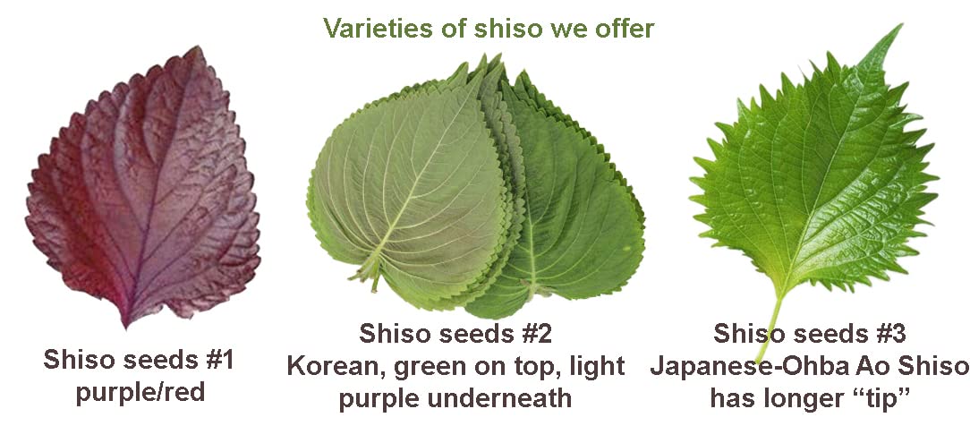 2026 Early Bird-200 Perilla Seeds for Planting/Shiso Seeds for Planting.Heirloom Non GMO Seed for Sprouting,紫苏Vegetable Seed and Hydroponic Seed for Pods(Shiso Herb Seed #1,Purple/Red-1g)