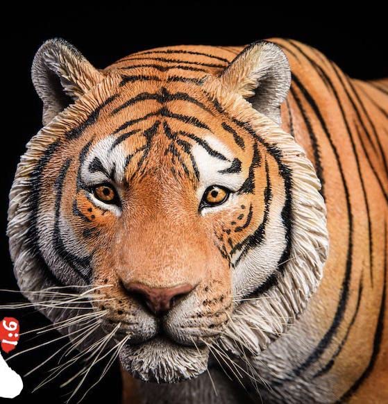 Amazon | ベンガル虎 ガレージキット フィギュア 海外スタジオJXK所蔵