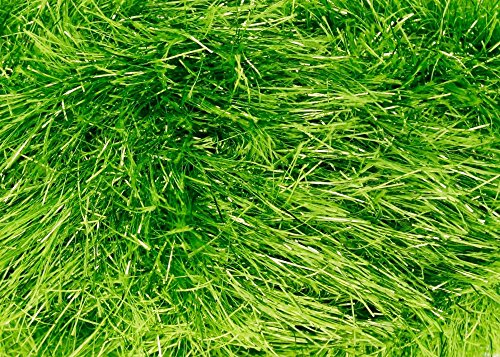 KING COLE tinsel lana grossa / FILO 50g - 1861