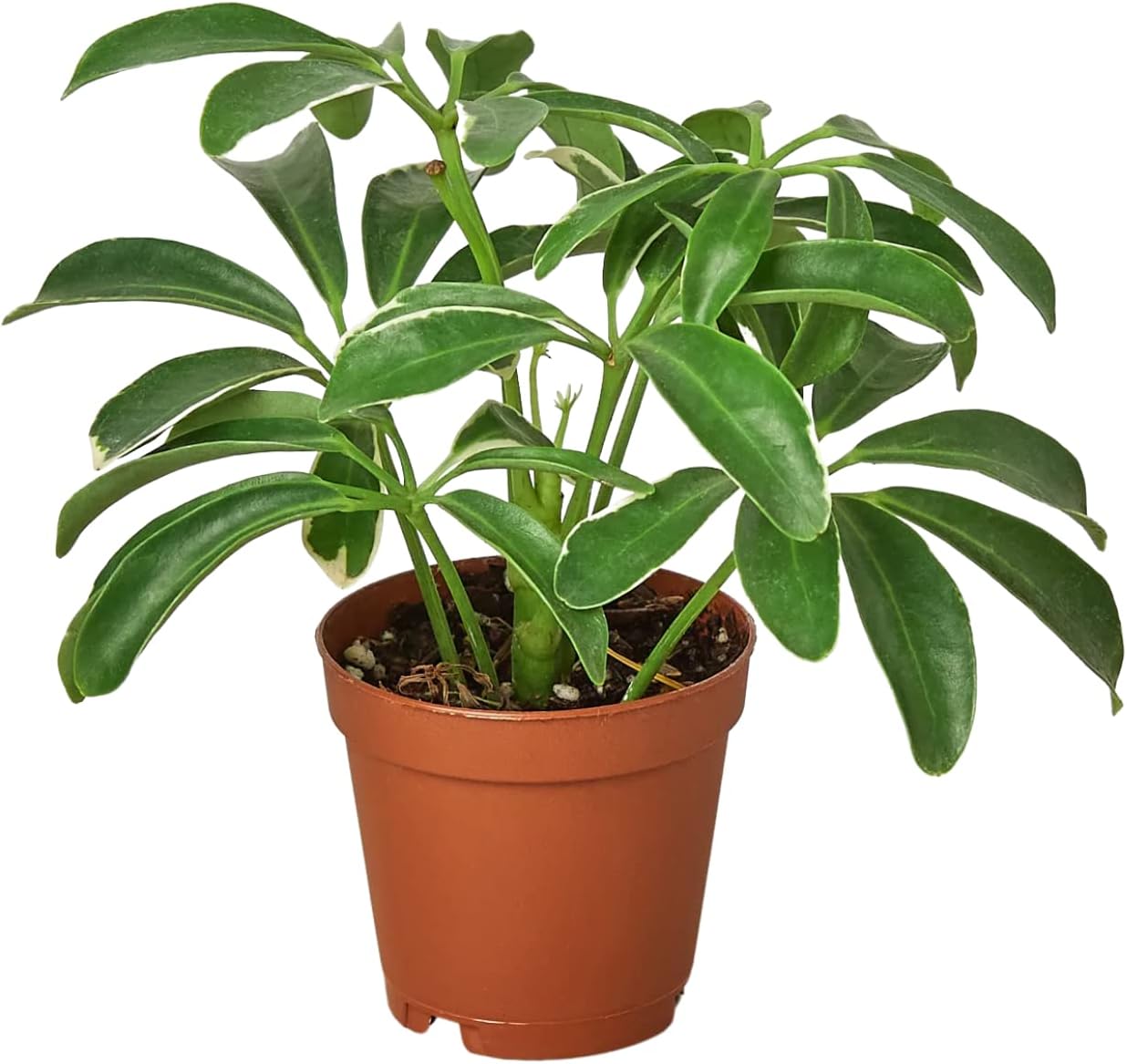 HOUSE PLANT SHOP Schefflera 'Arboricola' 6" Pot Live