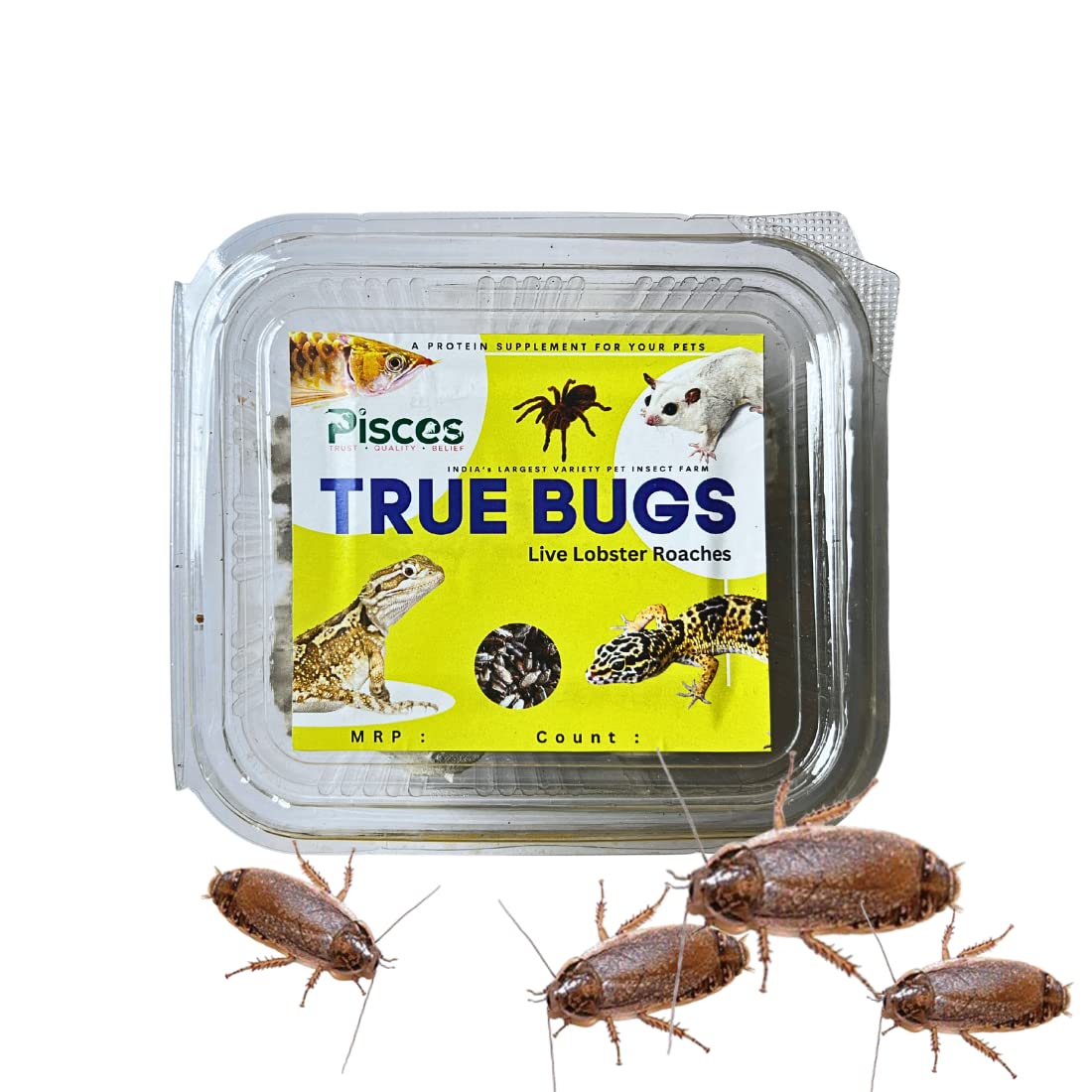 True Bugs Live Lobster ROACHES 25 Pcs High Protien Treat Food with