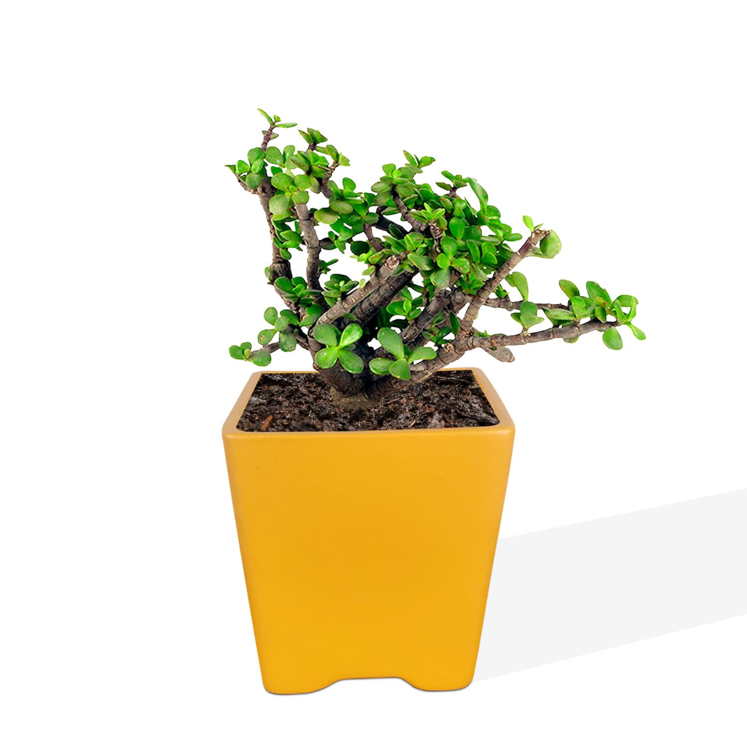 Lasaki Mini Mint Ceramic Pots - Indoor Outdoor Planters -15