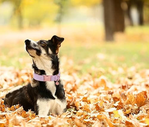 Miniatura 4 de DOGWONG Juego de correa de algodón para perro, collar morado para mascotas, collar duradero y ajustable para perros pequeños, medianos y grandes