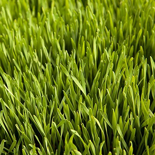 Discount Lawn Care 10Lbs Winter Rye Seed Cover Crop,Food Plot Deer,Wildlife #TOP3