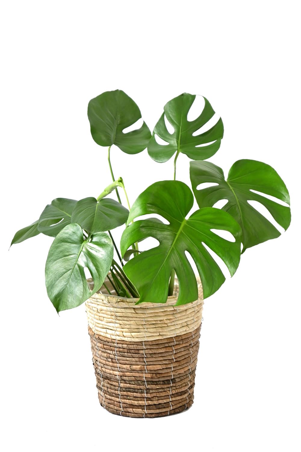 Amazon｜観葉植物 本物 モンステラ 6号 選べる鉢カバー付き