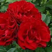 Vista 3 de Heirloom Roses Planta de rosas - Dublin Bay Red Rose Bush, rosas trepadoras planta viva para plantar al aire libre