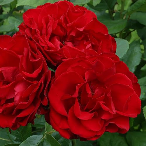 Miniatura 3 de Heirloom Roses Planta de rosas - Dublin Bay Red Rose Bush, rosas trepadoras planta viva para plantar al aire libre