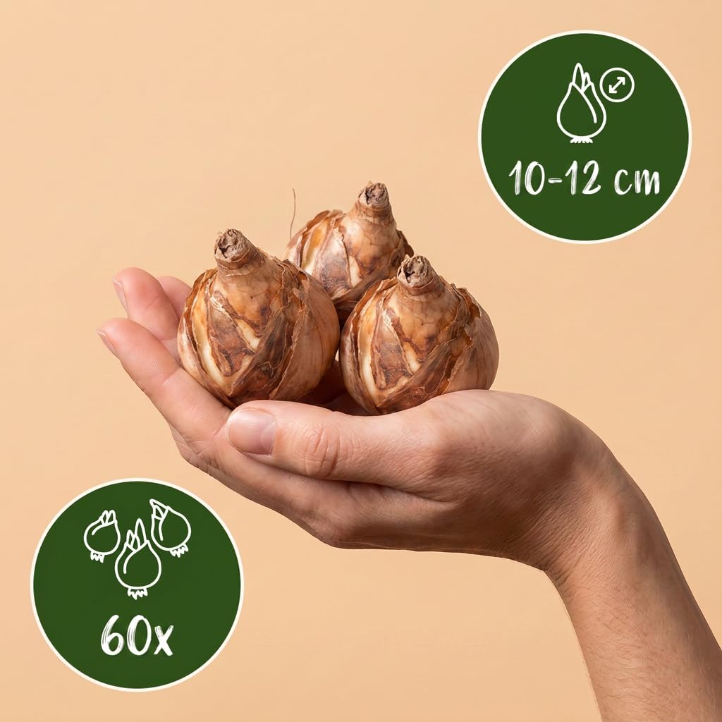 Green boutiQ - 60x Narcissus Triandrus Thalia - Narcisse 'Thalia' - Blanc - Floraison printanière - Calibre 10/12