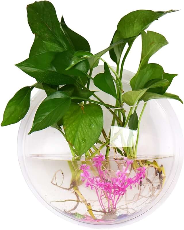 Fish Bowls Amazon.co.uk