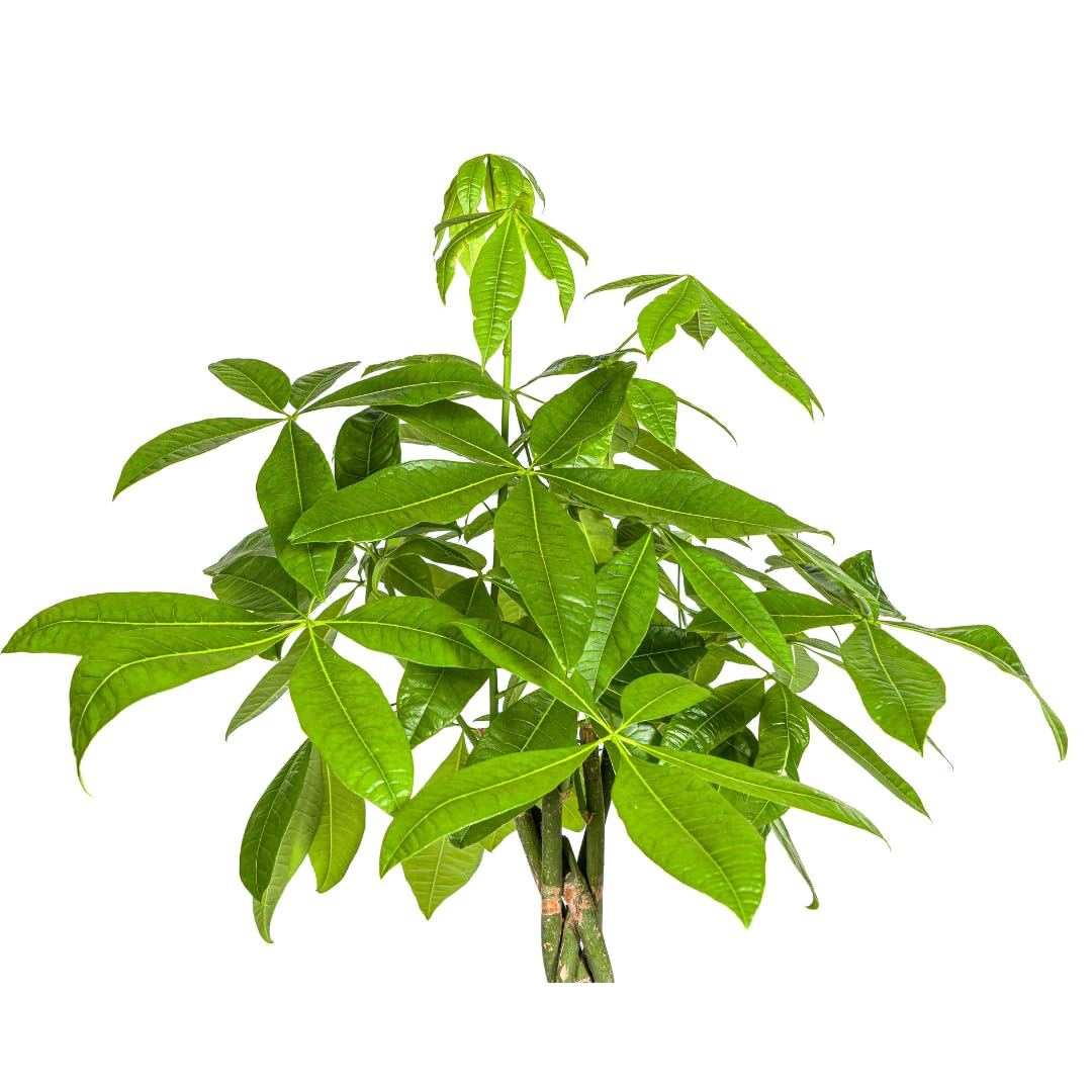 Pachira Aquatica - 130-150cm - Ø27cm - Roślina doniczkowa - Zimozielony