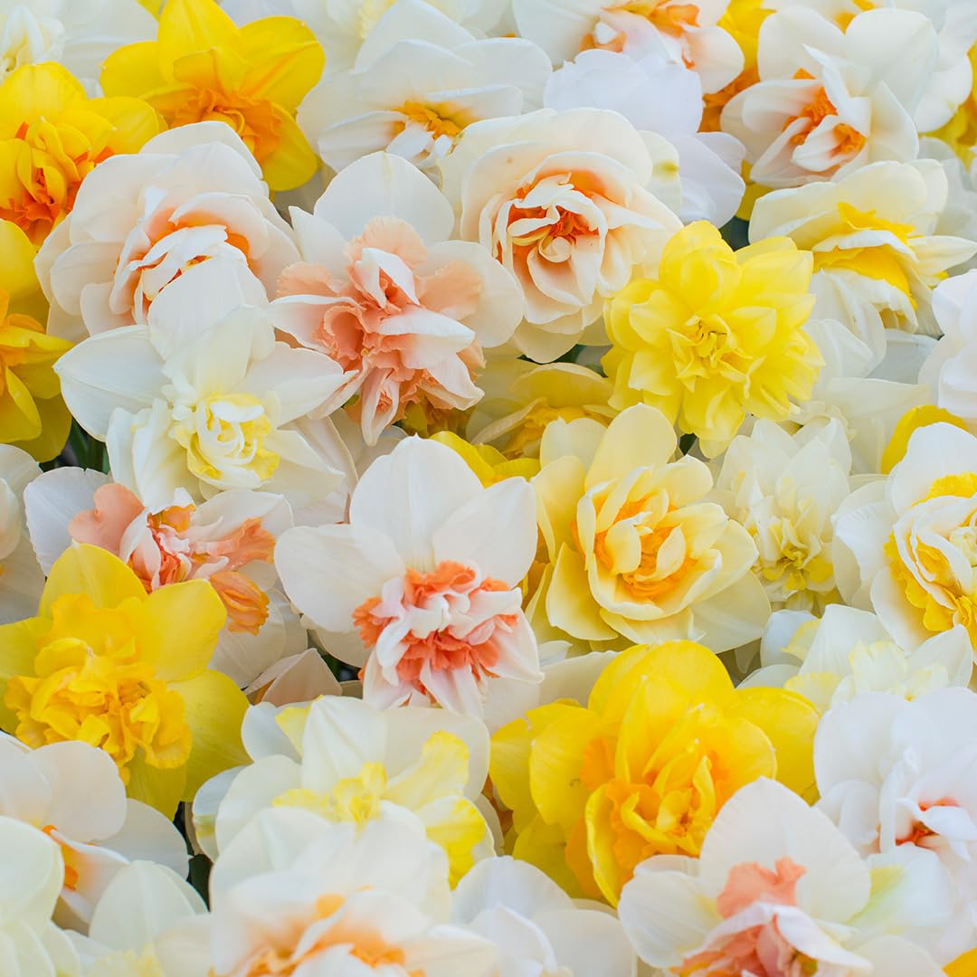 Blumenzwiebelpaket Gefüllte Narzissen "Funen's Pride" | 50 Stück | Blumenzwiebel | Verwildernd | Gemischt | 100% Blütegarantie | QFB Gardening | Gefüllt