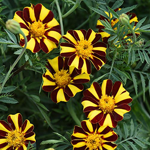Flower Seed - Marigold Mr Majestic – Half Hardy Annual – Loved by Bees & Butterflies - Ideal for Bed, Borders and Containers - Summer Flowering - 1 Packet (100 Seeds) by Thompson and Morgan
