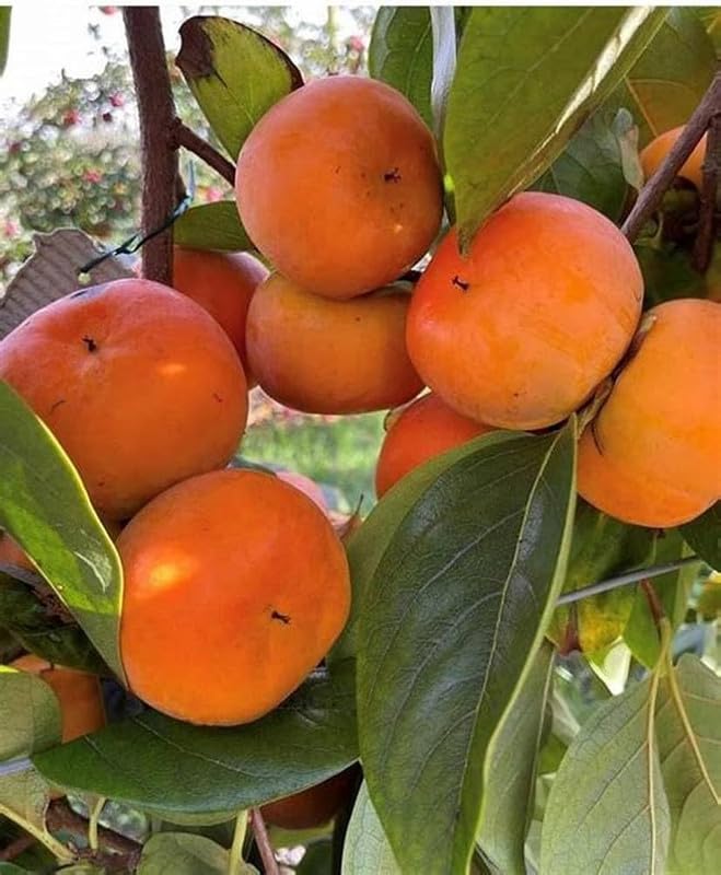 Parsimmon fruit plant live Pack of 1_sbv03 : Amazon.in: Garden
