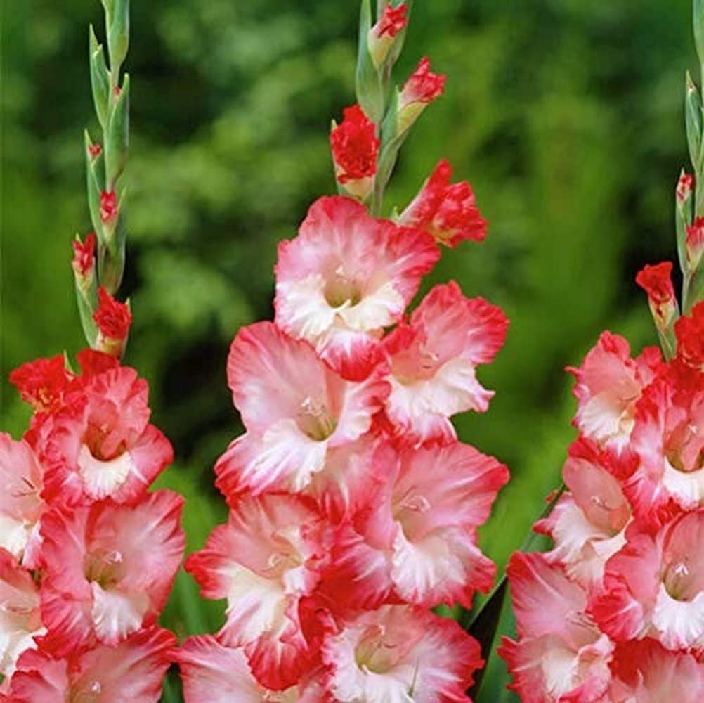 TYNYY 12pcs Gladiolus Bulbs Easy to Plant Perennial Tubers Garden Courtyard Beautiful Landscape Popular Varieties Home Grown Suitable for Beginners