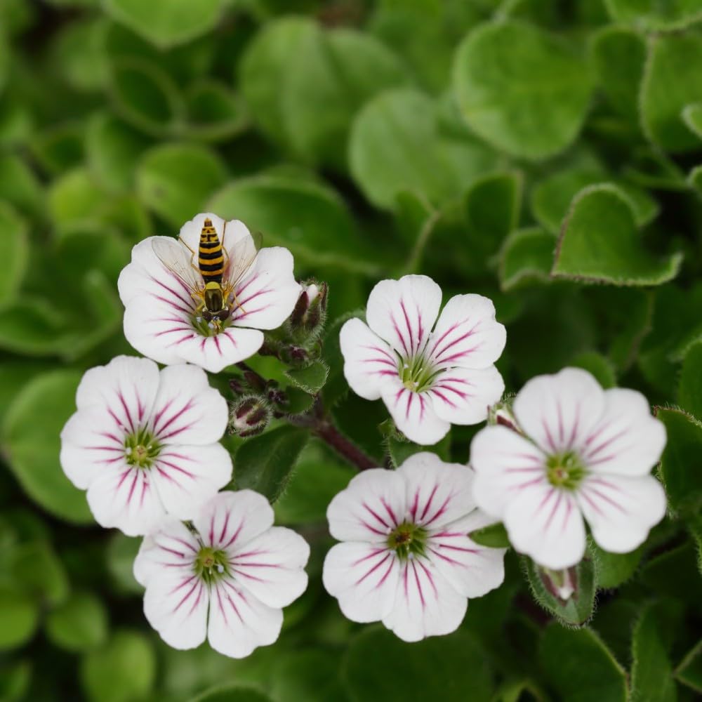 Gypsophila cerastioides – Mouse-Eared Baby's Breath, Drought-Tolerant Ground Cover, Ideal for Alpine Gardens, Rockeries, and Patio Containers - 1x 1 Litre Potted Plant by Thompson & Morgan