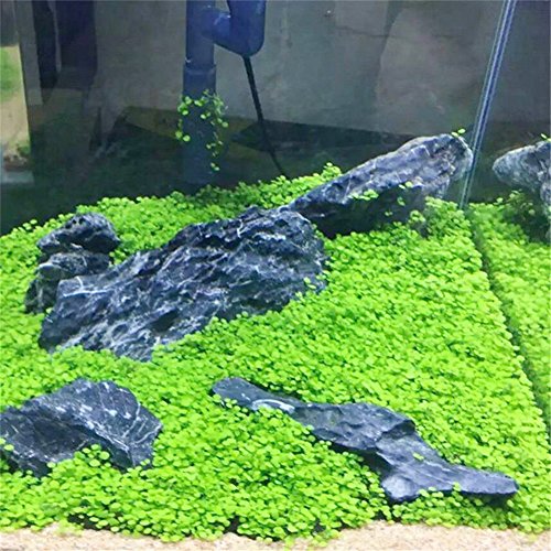 Aquarium Temple Plant Seeds Vibrant Green Tropical Hygrophila Plant