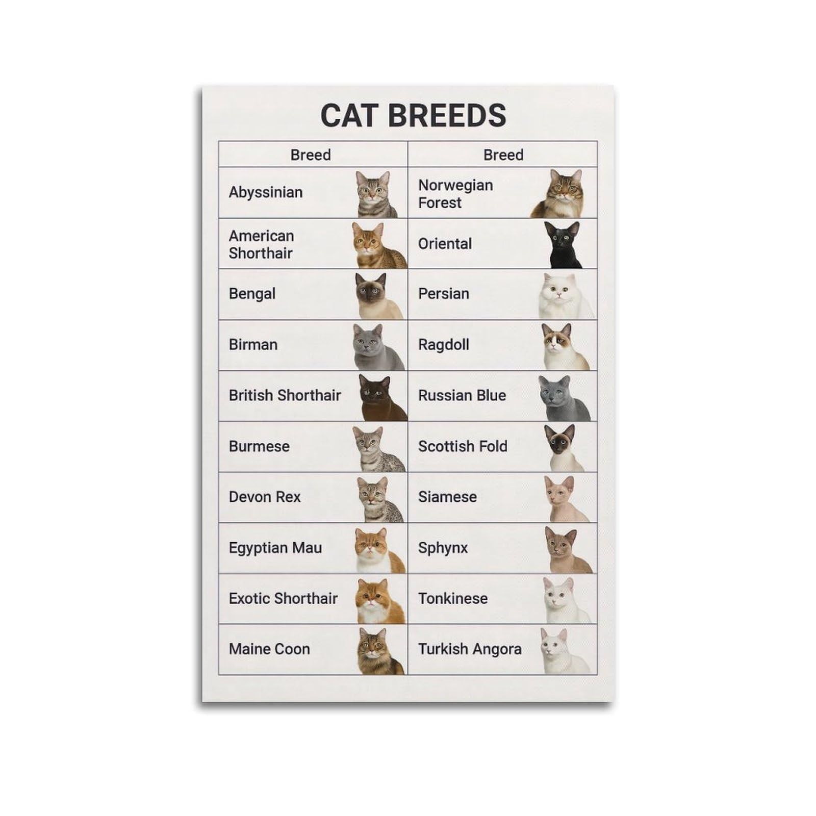 ESTE Cute Animal Cat Poster Breeds of Cats Artwork Decorative Painting Canvas Modern Art Picture 24x36inch(60x90cm)