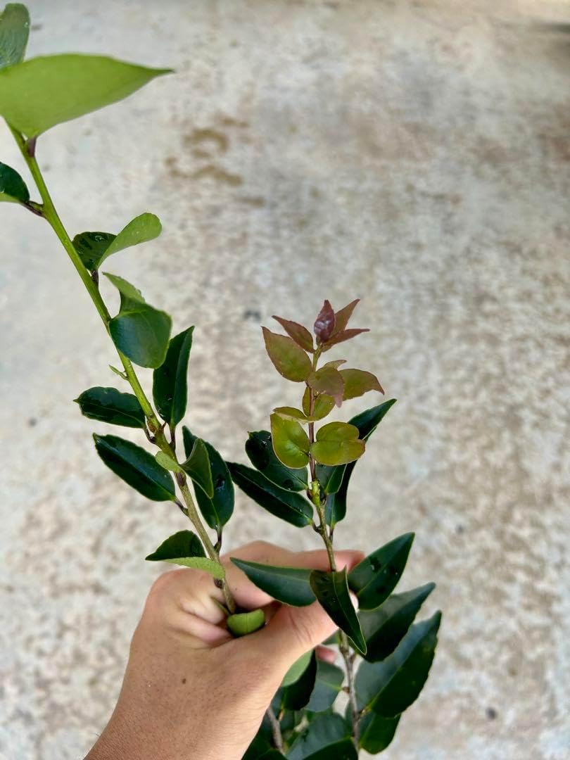 アオバナハイノキ 青花灰木 苗