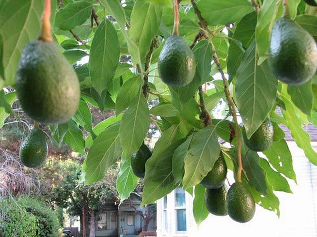 Creative Farmer Live Plant Butter Fruit (Avacado) Large Berry Vietnam All Season Garden Plant(1 Healthy Live Plant) (B08P5RLWW2) Amazon Price History, Amazon Price Tracker