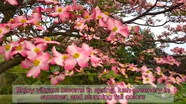 花卉30 sddefault.jpg