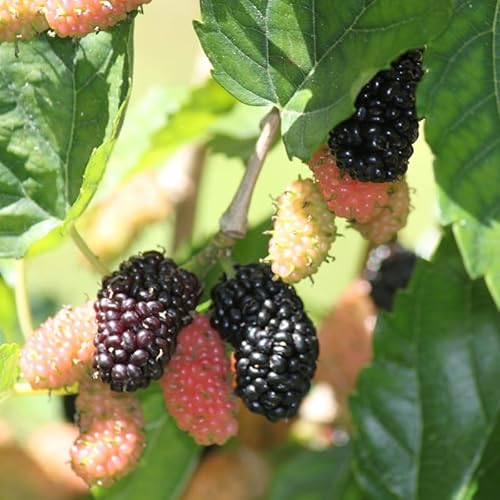 Illinois Mulberry Tree Live Plant for Planting 5 to 8 Inch Tall