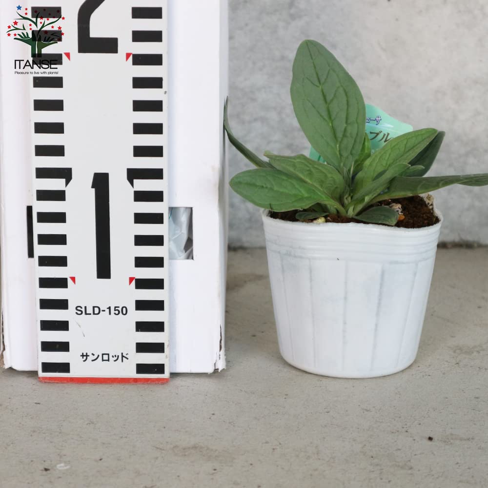 Amazon.co.jp: アンチューサ・タッセルブルー 3.5号ポット苗 4個セット