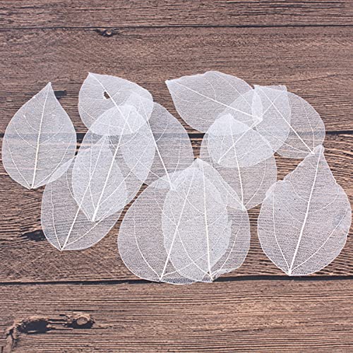 6 hojas naturales esqueletizadas blancas para manualidades miniatura 6
