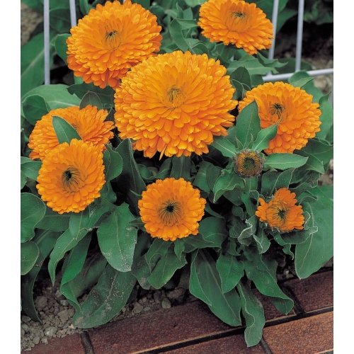 Indica Super Agri Green Calendula Orange Flower 50 Seeds pack1 Kitchen Garden Pack (B01E2BK2H8) Amazon Price History, Amazon Price Tracker