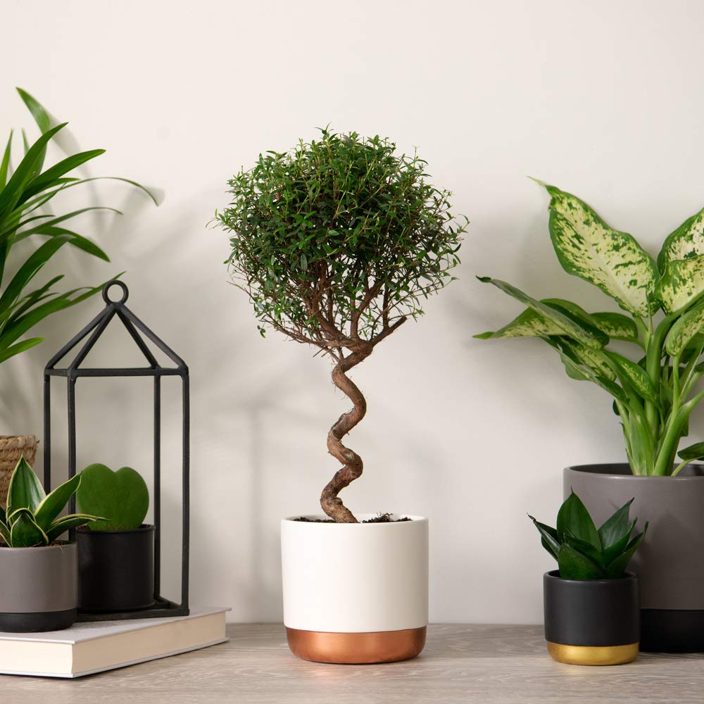 Common Myrtle on a Spiral Stem Myrtus Communis subsp. Tarentina Evergreen Shrub Ball of Foliage, Decorative Tree 2X 12cm Pot Myrtus Communis on Spiral Stem by Thompson and Morgan (2)
