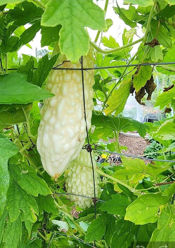 15+ White Pearl Bitter Gourd Seeds Momordica Bitter Melon Asian Vegetable Balsam Pear Melon Garden Planting by SPROUTARAQ - Used condition - Image 5