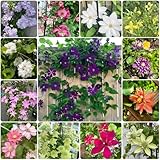 clematis vitalba utilisation Sono solitamente utilizzati per decorare balconi e terrazze.