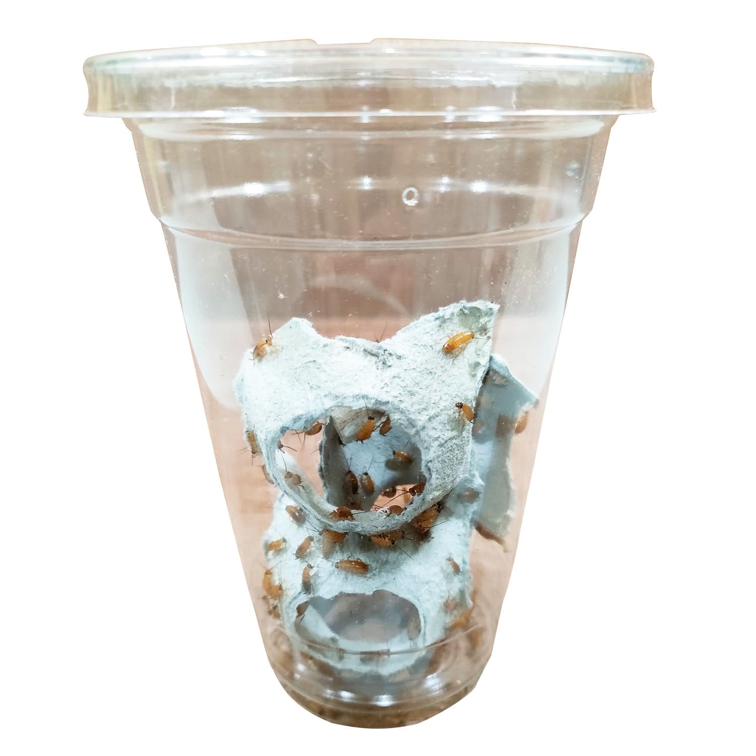 爬虫類・両生類のエサ ADL60 H14 SS20 Amazon | ジクラ (Zicra) 爬虫類万能ゼリー ペット用 30個入