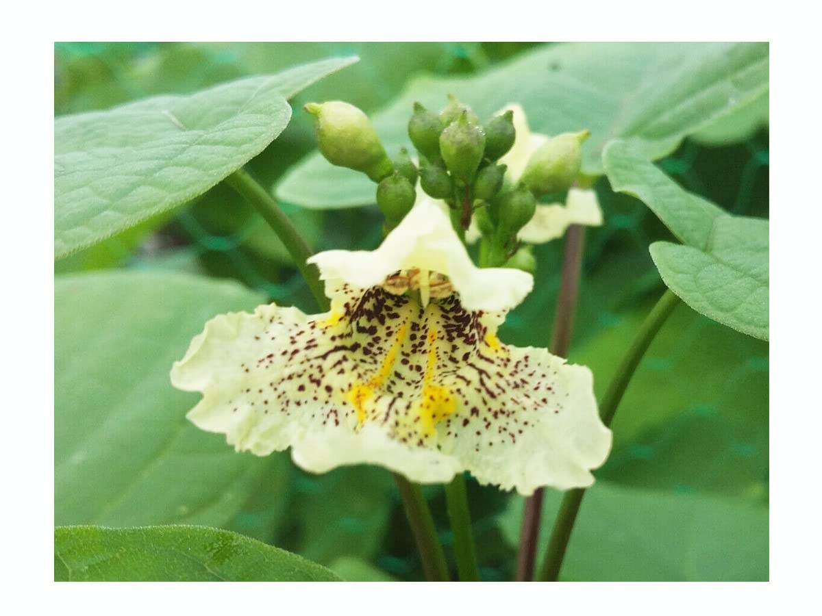 Yellow Catalpa, Catalpa ovata, Ornamental, Fragrant Flowers, Rare Shrub, 30-40cm Tall,