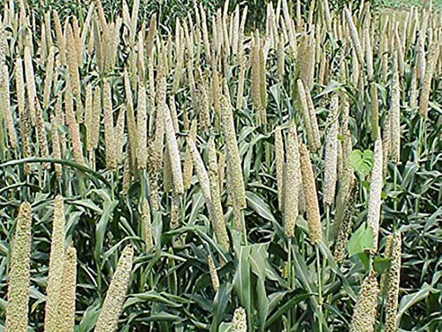Usa Grown Organic Millet, Whole Grain Seeds Non Gmo Hulled Gluten Free Bulk Raw #TOP3