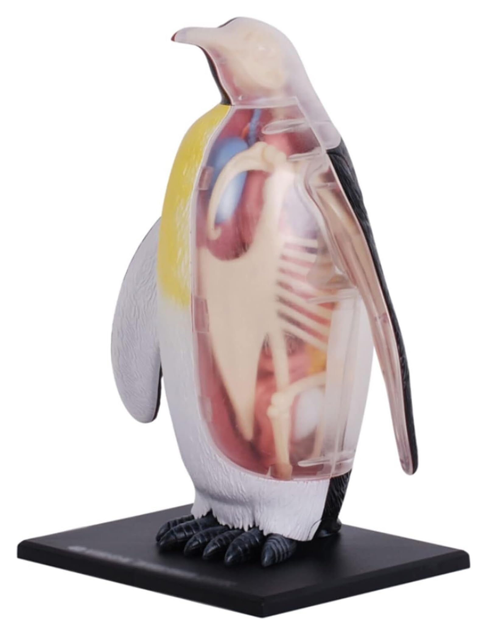 画材 Penguin Bib Anatomical Model Animal Anatomical Model Penguin Anatomical Model