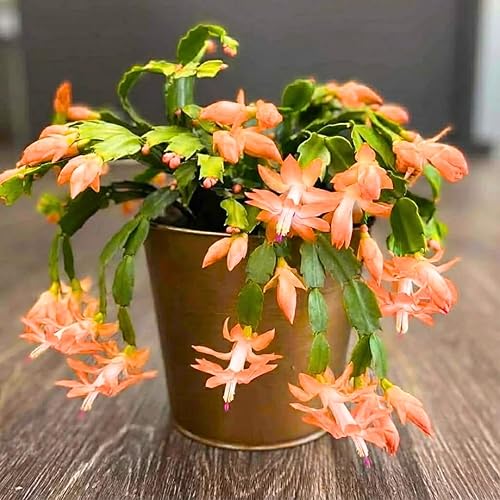 Miniatura 3 de Verdadera planta de cactus de Acción de Gracias viva en maceta de 4 pulgadas, lista para florecer, plantas de cactus de Navidad en vivo, flores