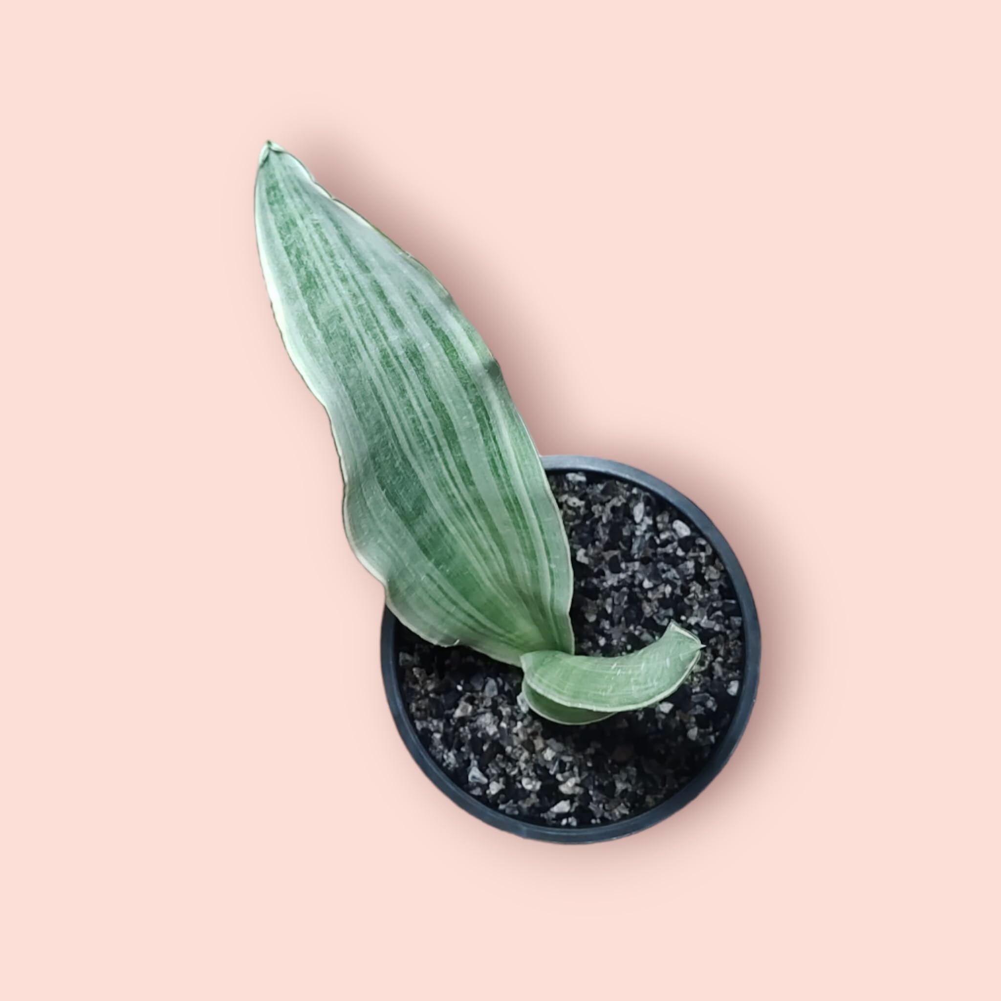 Sansevieria Metallica Siam Silver (Thick silvery white) : Amazon.in: Garden  & Outdoors