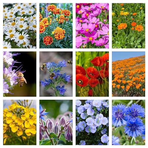 10 g de graines d'abeilles prairies mélange avec des herbes et des fleurs sauvages aimant d'abeille miel