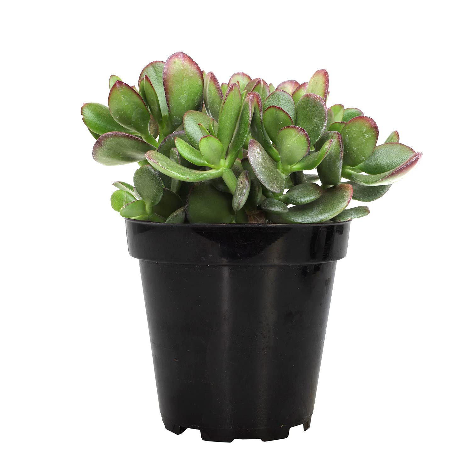 Amazon.com : Altman Plants, Crassula Ovata Jade Plant Live Succulent Plant,  Money Tree Plant Indoor Live Succulents Plants Live Plants, Jade Plants  Live Indoor Potted Money Plant Indoor Plants Live Houseplants :