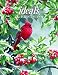Christmas Ideals 2016 (Ideals Christmas)