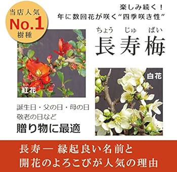 Amazon.co.jp: 【冬は落葉します】年に数回可憐な花が楽しめます【白