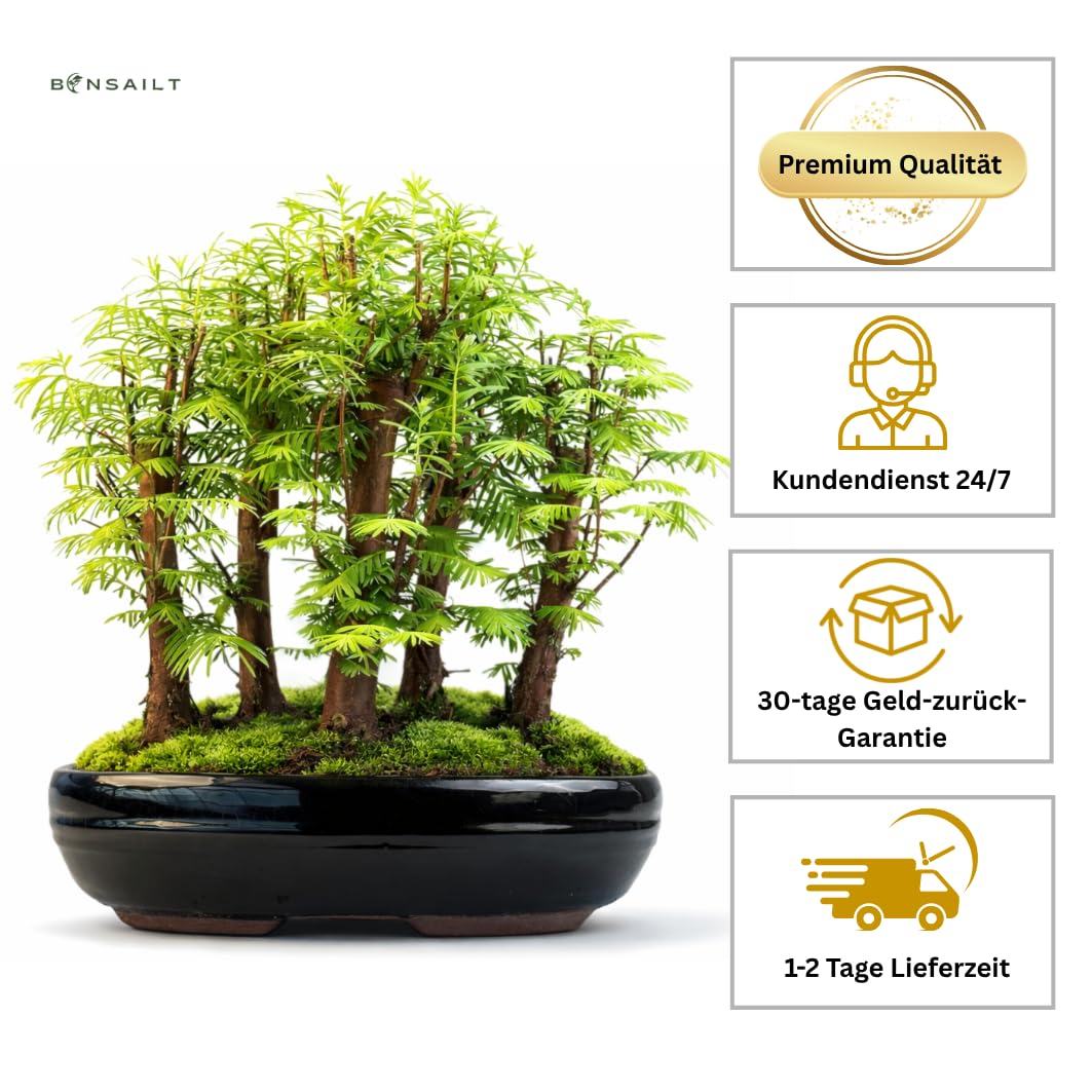 Bonsai Metasequoia Wald – Urweltmammutbaum in 26 cm Schale – Outdoor Baum – Einzigartiges Geschenk für Garten & Pflanzenliebhaber