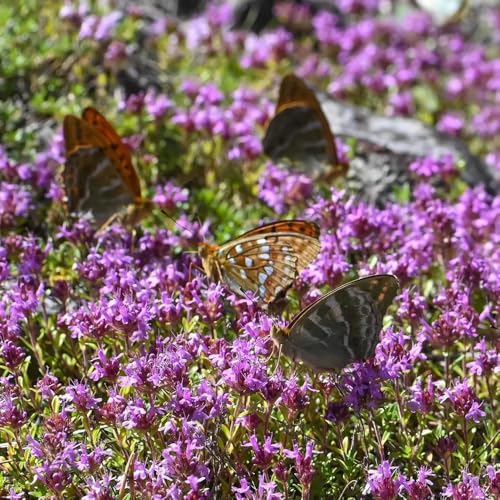 Semi di timo, semi di timo sabbie, perenni resistenti semi di timo tappezzante semi aromatiche 200pcs