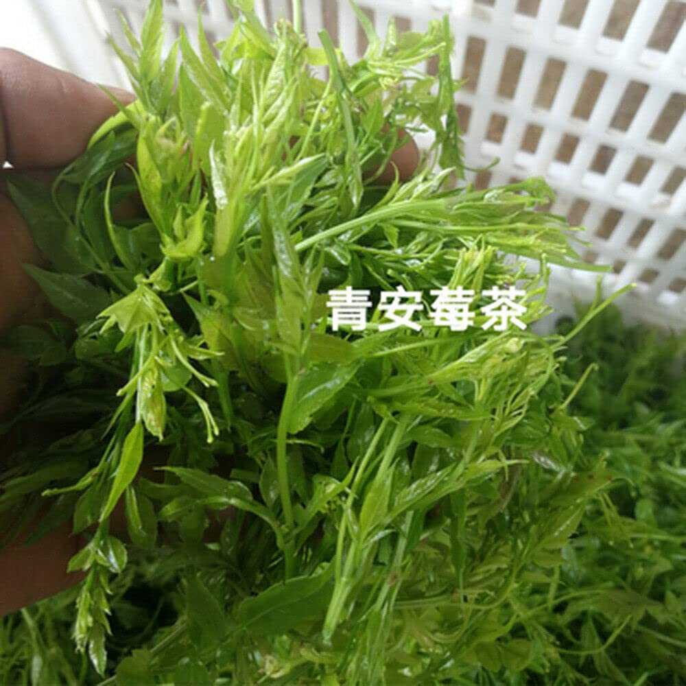 Té Ecológico Orgánico ZhangJiaJie Mao Yan Mei Moyeam Vides salvajes Teng Cha (500g)