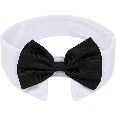 Bunnies & Bowties: The Suave Style for Pups and Kitties