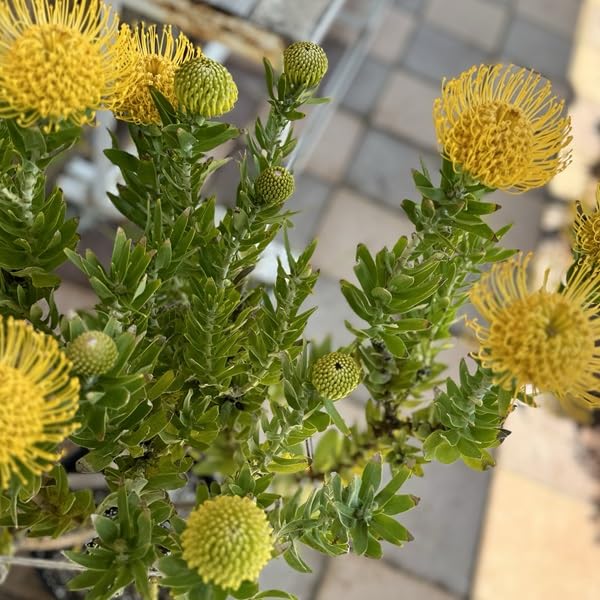 Amazon｜おしゃれ 観葉植物 鉢花：リューコスペルマム カーニバル