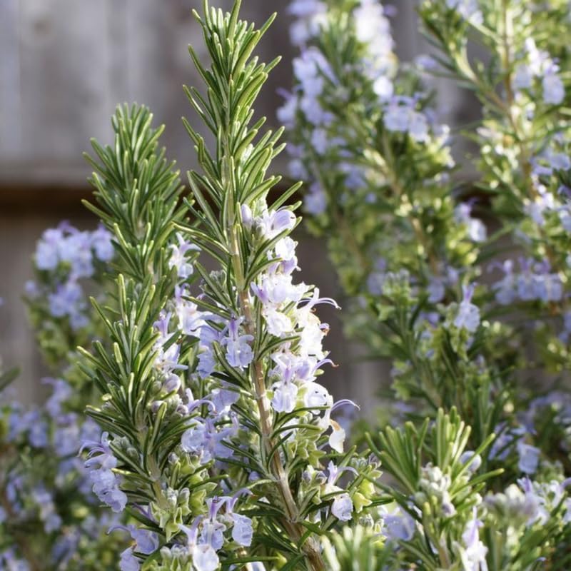 Miniatura 3 de Planta de romero, maceta de 4 pulgadas, planta de hierbas perennes, plantas de romero vivas para plantar en interiores y exteriores, jardín, hogar,
